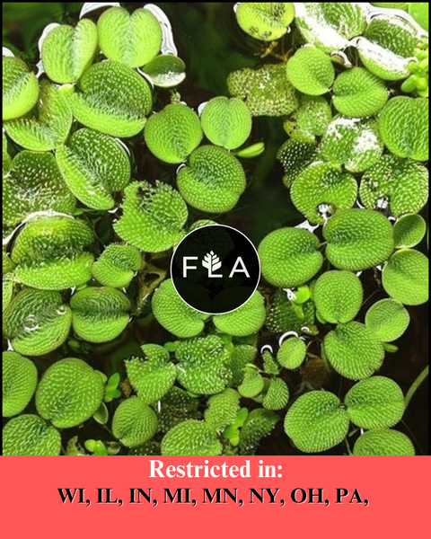 BUY 1 GET 1 FREE (Large 60+!)Floating Water Spangles (Salvinia)-Easy Live Aquarium Pond Aquatic Plant