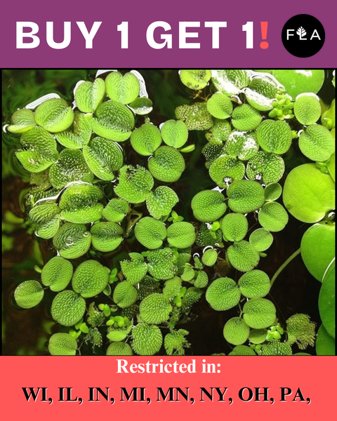BUY 1 GET 1 FREE (Large 60+!)Floating Water Spangles (Salvinia)-Easy Live Aquarium Pond Aquatic Plant
