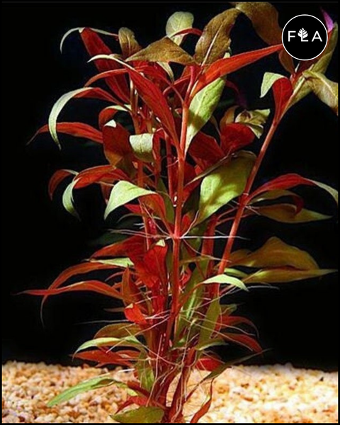 BUY 2 GET 1 FREE Telanthera (Alternanthera reineckii var 'roseafolia')