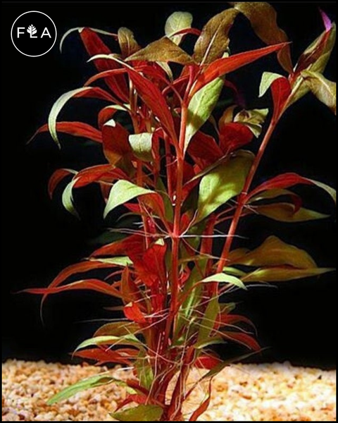 redwater fertilizer plant BUY 2 GET 1 FREE Telanthera (Alternanthera reineckii var 'roseafolia') –  Florida Aquascaping