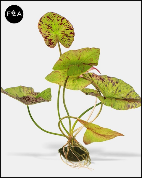 BUY 2 GET 1 FREE Tiger Lotus (Nymphaea zenkeri)