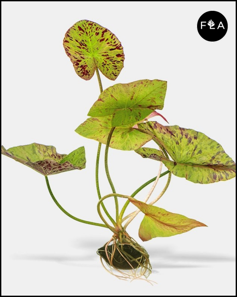BUY 2 GET 1 FREE Tiger Lotus (Nymphaea zenkeri)