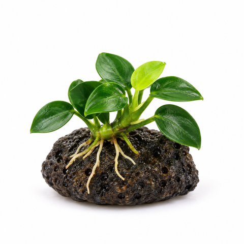 BUY 2 GET 1 FREE Anubias Nana 'Petite'