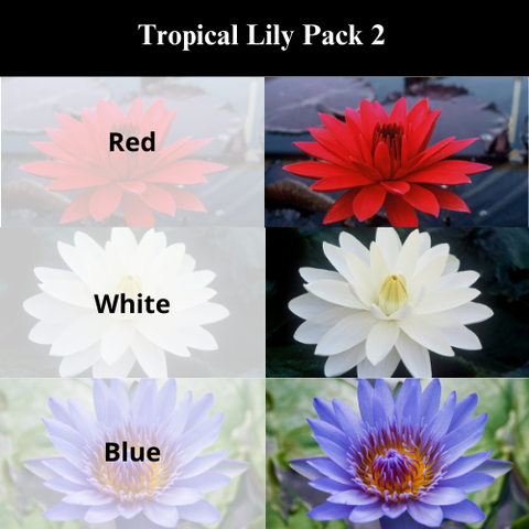 BUY 2 GET 1 FREE Nymphaea Red, Hardy White, Hardy Blue ( Tropical Lily Pack 2 ) - Easy Live Aquarium Pond Aquatic Plant