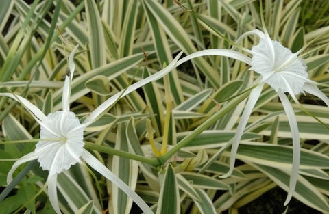 BUY 2 GET 1 FREE Variegated Spider Lily (Hymenocallis caribaea)-Live Aquatic Marginal Starter Plant for Water Gardens, Ponds and Aquascapes