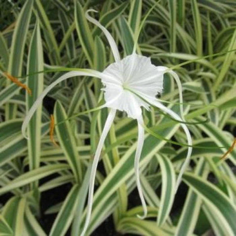 BUY 2 GET 1 FREE Variegated Spider Lily (Hymenocallis caribaea)-Live Aquatic Marginal Starter Plant for Water Gardens, Ponds and Aquascapes