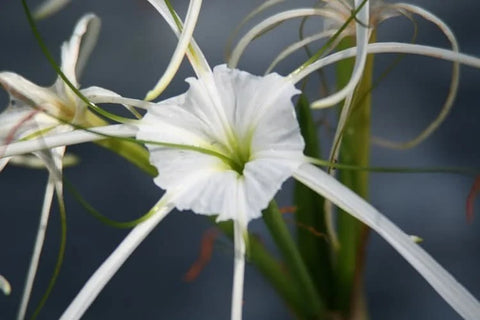 BUY 2 GET 1 FREE Variegated Spider Lily (Hymenocallis caribaea)-Live Aquatic Marginal Starter Plant for Water Gardens, Ponds and Aquascapes