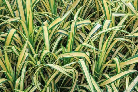 BUY 2 GET 1 FREE Variegated Spider Lily (Hymenocallis caribaea)-Live Aquatic Marginal Starter Plant for Water Gardens, Ponds and Aquascapes