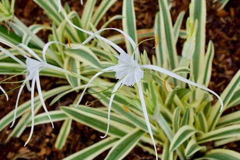 BUY 2 GET 1 FREE Variegated Spider Lily (Hymenocallis caribaea)-Live Aquatic Marginal Starter Plant for Water Gardens, Ponds and Aquascapes