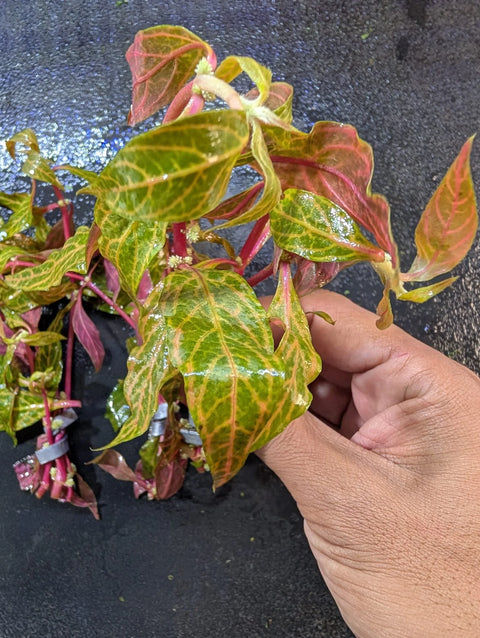 BUY 2 GET 1 FREE Variegated Scarlet Temple (Alternanthera Reineckii 'Variegated')-Easy Live Aquarium Pond Aquatic Plant