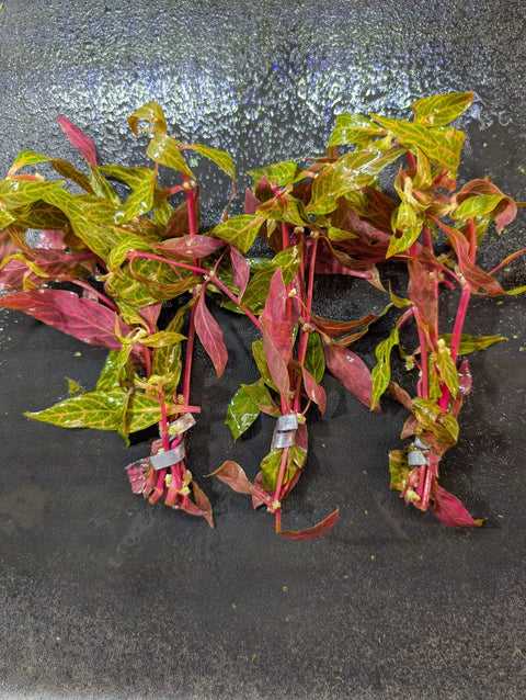 BUY 2 GET 1 FREE Variegated Scarlet Temple (Alternanthera Reineckii 'Variegated')-Easy Live Aquarium Pond Aquatic Plant