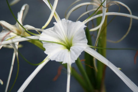 BUY 2 GET 1 FREE White Stargrass, White Pickerel, Variegated Spider Lily ( Pond Plant Pack 4 ) - Easy Live Aquarium Pond Aquatic Plant