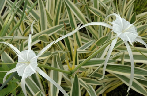 BUY 2 GET 1 FREE White Stargrass, White Pickerel, Variegated Spider Lily ( Pond Plant Pack 4 ) - Easy Live Aquarium Pond Aquatic Plant