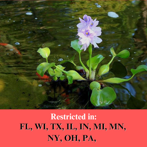 BUY 2 GET 1 FREE Water Hyacinth (Pontederia crassipes)-SQ9856181