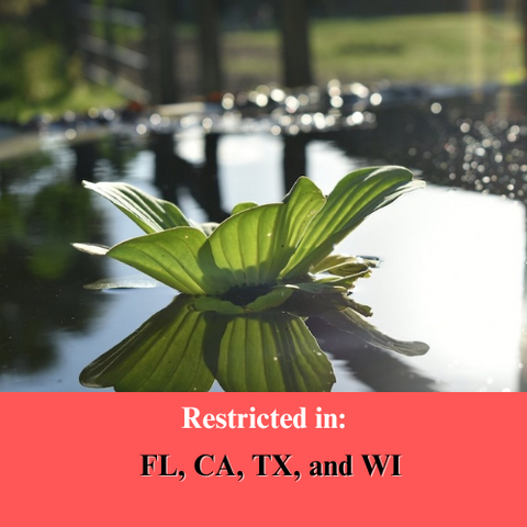 BUY 2 GET 1 FREE Water Lettuce (Pistia Stratiotes)