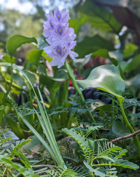 Azolla, Hyacinth, Parrot Feather - 3 Plants Pack -Easy Live Aquarium Pond Aquatic Plant