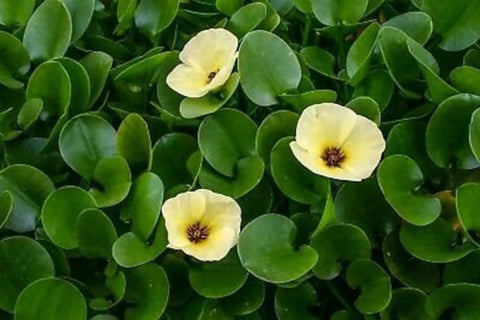 Lettuce, Poppy, Parrot Feather - 3 Plants Pack - Easy Live Aquarium Pond Aquatic Plant