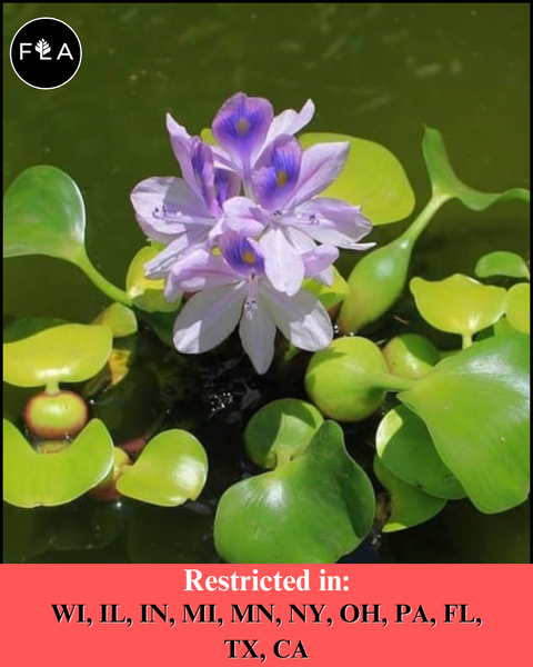 amphibious plants BUY 2 GET 1 FREE Water Hyacinth (Pontederia crassipes) – Florida Aquascaping