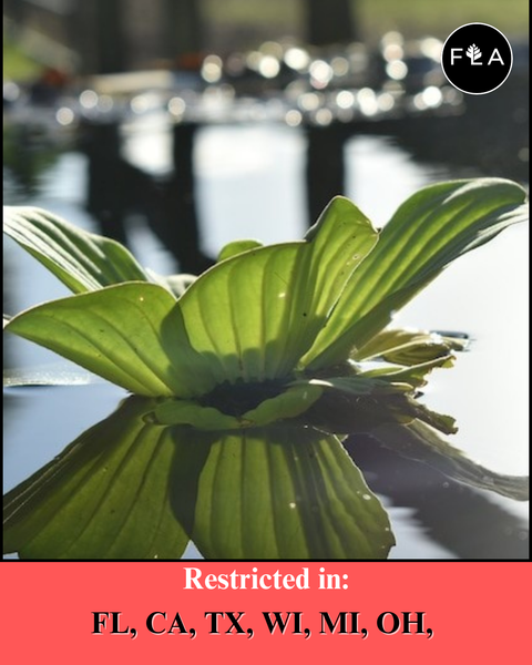 BUY 2 GET 1 FREE Water Lettuce (Pistia Stratiotes)