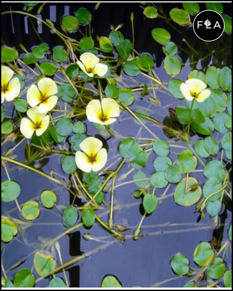 BUY 2 GET 1 FREE Water Poppy (Hydrocleys nymphoides)