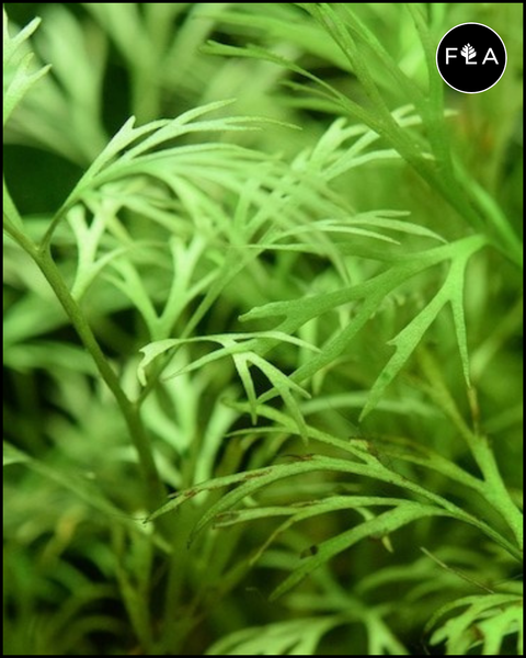 BUY 2 GET 1 FREE Water Sprite (Water Fern, Indian Fern)