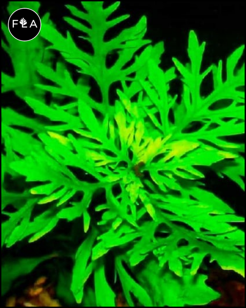 BUY 2 GET 1 FREE Water Wisteria (Hygrophila difformis)