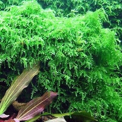 BUY 2 GET 1 FREE Weeping Moss! (Vesicularia Ferriei)