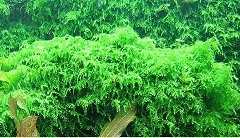 BUY 2 GET 1 FREE Weeping Moss! (Vesicularia Ferriei)