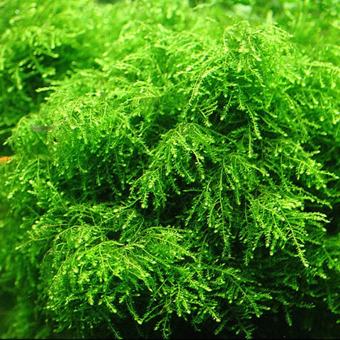 BUY 2 GET 1 FREE Weeping Moss! (Vesicularia Ferriei)