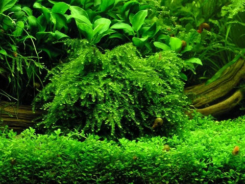 BUY 2 GET 1 FREE Weeping Moss! (Vesicularia Ferriei)