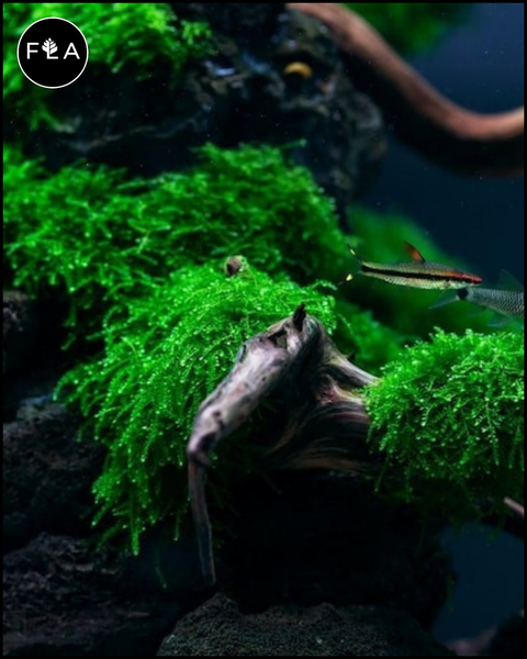 BUY 2 GET 1 FREE Weeping Moss! (Vesicularia ferriei)