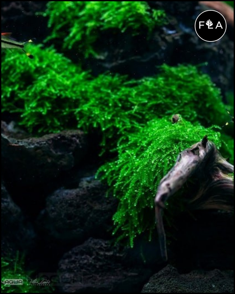 BUY 2 GET 1 FREE Weeping Moss! (Vesicularia ferriei)