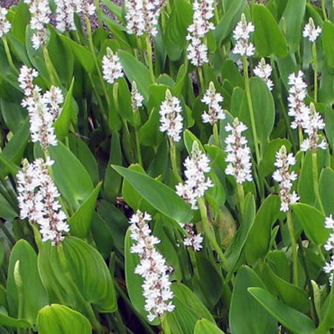 BUY 2 GET 1 FREE White Stargrass, White Pickerel, Variegated Spider Lily ( Pond Plant Pack 4 ) - Easy Live Aquarium Pond Aquatic Plant