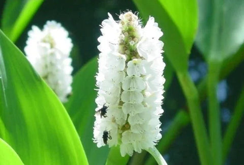 BUY 2 GET 1 FREE White Pickerel, Umbrella Palm, Iris Black Gamecock ( Pond Plant Pack 2 ) - Easy Live Aquarium Pond Aquatic Plant