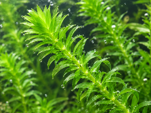 BUY 2 GET 1 FREE Anacharis Elodea
