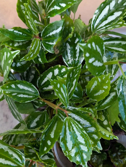 BUY 2 GET 1 FREE Aluminum Plant (Pilea cadierei) -Easy Live Aquarium Pond Aquatic Plant