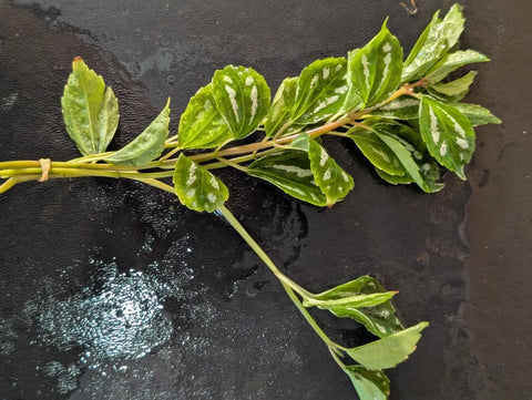 BUY 2 GET 1 FREE Aluminum Plant (Pilea cadierei) -Easy Live Aquarium Pond Aquatic Plant