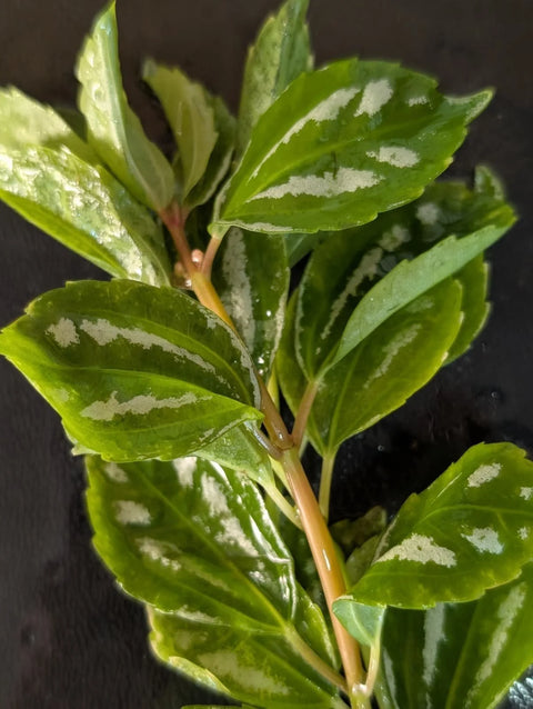 BUY 2 GET 1 FREE Aluminum Plant (Pilea cadierei) -Easy Live Aquarium Pond Aquatic Plant