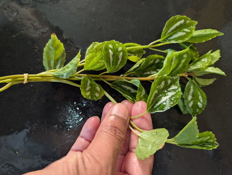 BUY 2 GET 1 FREE Aluminum Plant (Pilea cadierei) -Easy Live Aquarium Pond Aquatic Plant