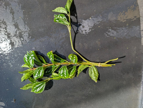 BUY 2 GET 1 FREE Aluminum Plant (Pilea cadierei) -Easy Live Aquarium Pond Aquatic Plant