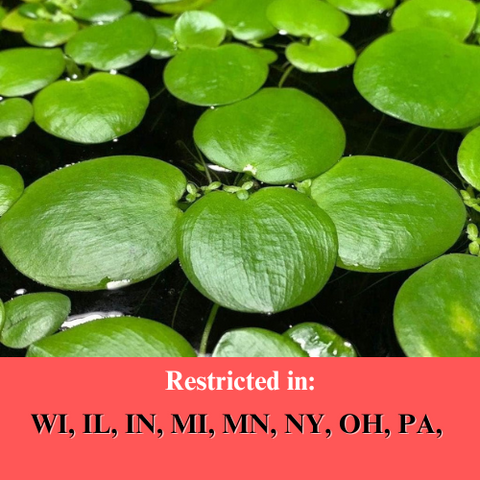 BUY 2 GET 1 FREE Amazon Frogbit (Limnobium laevigatum)-SQ0587565