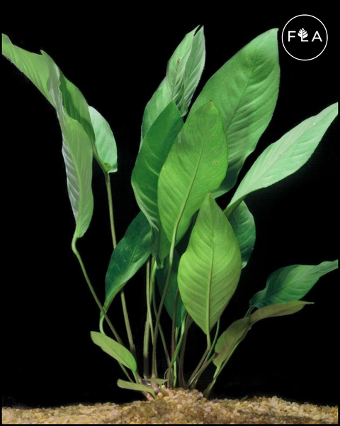 BUY 2 GET 1 FREE Anubias Frazeri (Large)