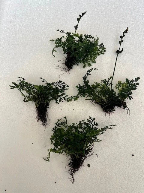 BUY 2 GET 1 FREE Bolbitis Mini - Easy Live Aquarium Pond Aquatic Plant