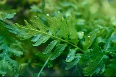 BUY 2 GET 1 FREE Bolbitis Mini - Easy Live Aquarium Pond Aquatic Plant