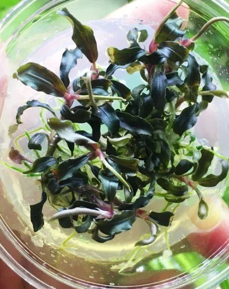 BUY 2 GET 1 FREE - Bucephalandra (Buce) Live Aquarium Plant Rhizomes - Freshwater, Tropical