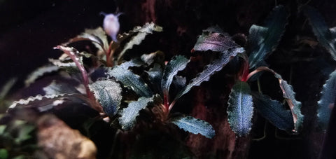 BUY 2 GET 1 FREE Bucephalandra! Tissue Culture (Multiple Plants!) -  Live Aquarium Aquatic Plant