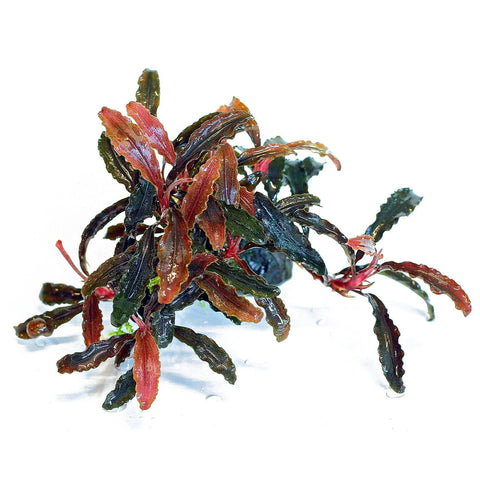 BUY 2 GET 1 FREE Bucephalandra! Tissue Culture (Multiple Plants!) -  Live Aquarium Aquatic Plant