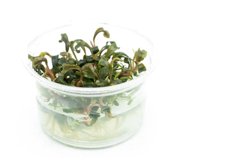 BUY 2 GET 1 FREE Bucephalandra! Tissue Culture (Multiple Plants!) -  Live Aquarium Aquatic Plant