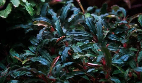 BUY 2 GET 1 FREE Bucephalandra! Tissue Culture (Multiple Plants BUY 2 GET 1 FREE Bucephalandra! Tissue Culture (Multiple Plants