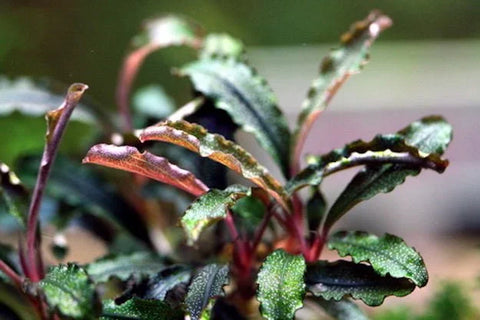 BUY 2 GET 1 FREE Bucephalandra! Tissue Culture (Multiple Plants!) -  Live Aquarium Aquatic Plant